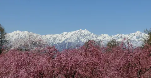 sakura-ogawa