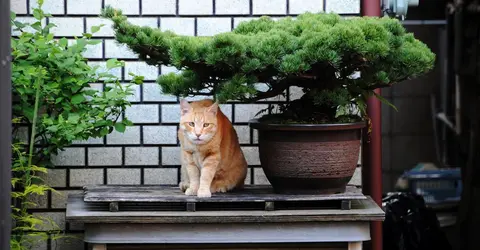 Bonsaï et chat Bonsaï et chat
