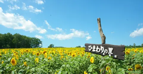 Les tournesols sont les fleurs de l'été au Japon