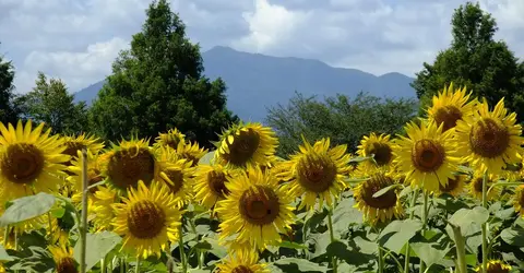 Champs de tournesols à la ferme de Zama