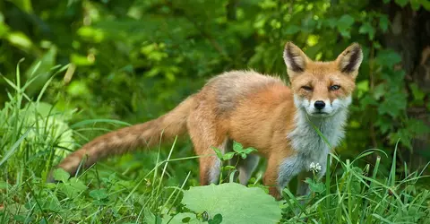 Un renard de Hokkaido Un renard de Hokkaido