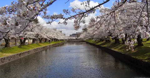 Les cerisiers du parc de Tsuruoka Les cerisiers du parc de Tsuruoka