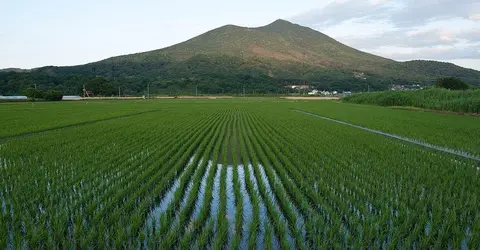 Rizière au pied du mont Tsukuba