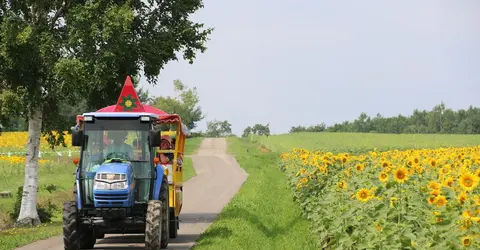 Hokuryu, le plus champs de tournesols de Hokkaido Hokuryu, le plus champs de tournesols de Hokkaido