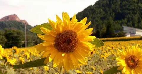 Les tournesols de Hokkaido sont l'une des attractions majeures de l'île en plein été Les tournesols de Hokkaido sont l'une des attractions majeures de l'île en plein été