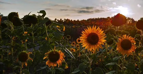 Admirer les tournesols à Hokkaido Admirer les tournesols à Hokkaido