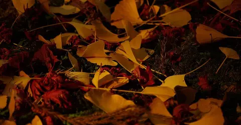 Ginkgo leaves