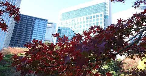 Hama-Rikyu avec les buildings en fond Hama-Rikyu avec les buildings en fond
