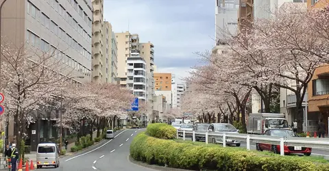 Cerisiers en fleurs à Hiroo