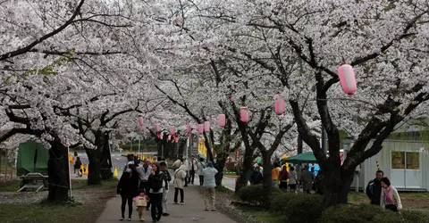 Tunnel de sakura à Kitakami