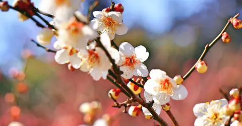 Pruniers en fleurs