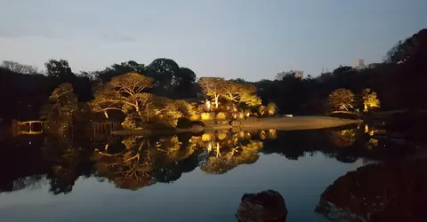 The illuminated cherry trees of Rikugi-en