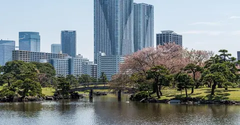 Hama-Rikyu and the cherry blossoms.