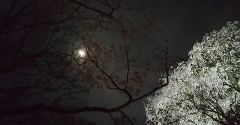 Cerisier et clair de lune Cerisier et clair de lune