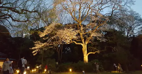 Rikugien sous les sakura