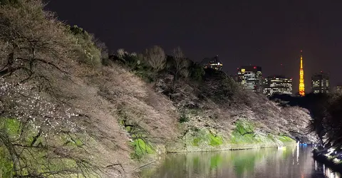 L'allée Chidorigafuchi est ouverte exceptionnellement jusqu'à 22h lors de hanami