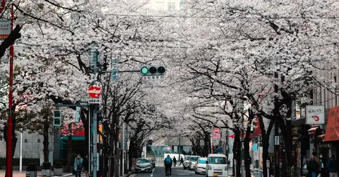 Cerisiers en fleurs à Tokyo