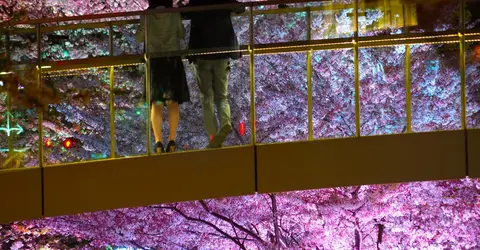 Midtown Blossom 2019 Midtown Blossom 2019