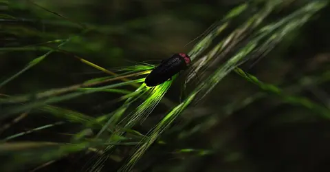 Une luciole dans la nuit Une luciole dans la nuit