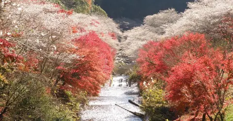 Obara Fureai park, between sakura and momiji