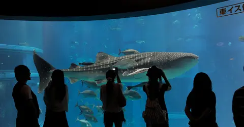 Aquarium d'Osaka Aquarium d'Osaka