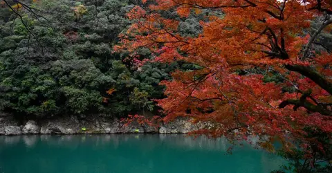 koyo koyo
