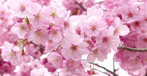sakura sakura