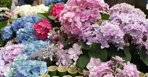 Admirer les hydrangeas à Tokyo