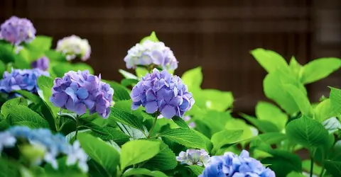 Admirer les hydrangeas à Tokyo