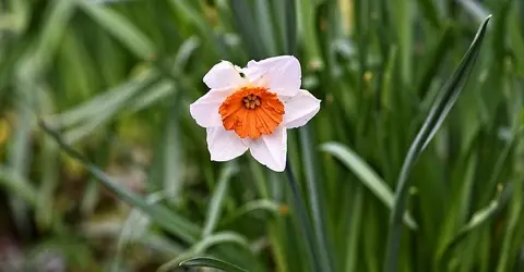 Narcisse japonaise Narcisse japonaise