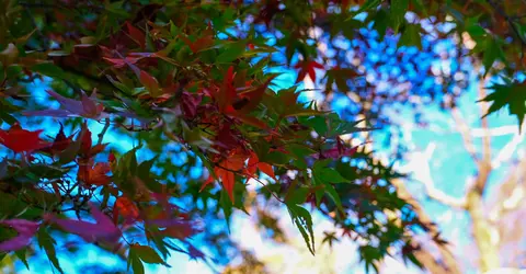 Momiji à Koishikawa Momiji à Koishikawa