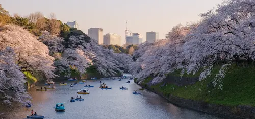 Cerisiers en fleurs - Tokyo, Japon