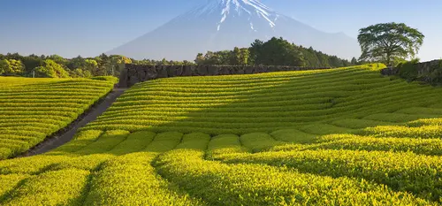 Il monte Fuji dietro i campi di tè nella prefettura di Shizuoka