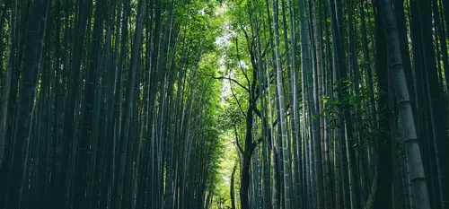 Arashiyama: das symboltrchtige Viertel von Kyoto zwischen Tempeln und  Bambuswald | Japan Experi...