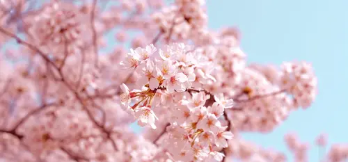 branch of pink cherry blossoms 