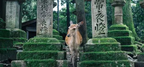 Nara, Japan's first imperial capital.