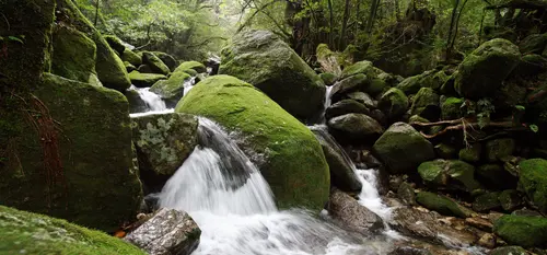 Paysage de l'île de Yakushima