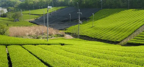uji tea fields kyoto prefecture