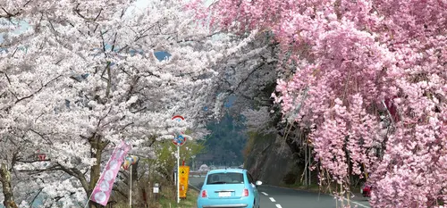 driving in japan sakura