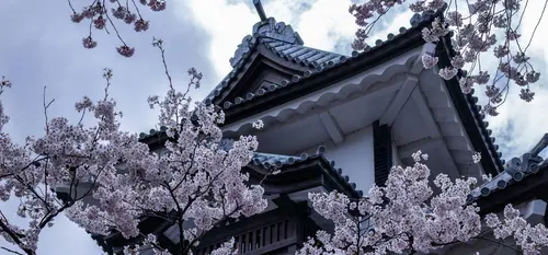 Kanazawa sous les cerisiers Kanazawa sous les cerisiers