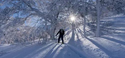 Sport d'hiver au Japon