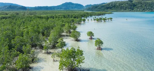 Mangrove on Iriomote