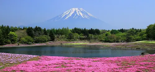 Fuji Shibazakura Matsuri