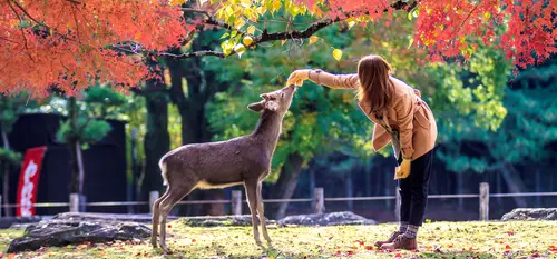 Nara - Deer and girl