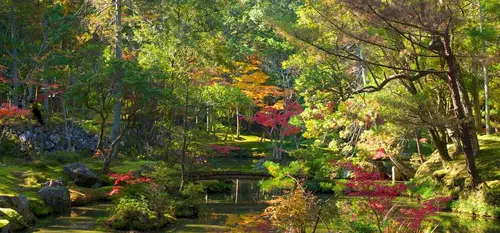 Los musgos del jardín Saihoji.