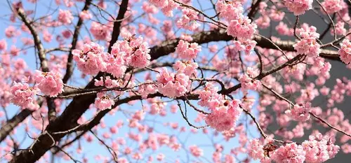 Fleurs de cerisiers de Kawazu