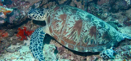 Tortue sous-marine
