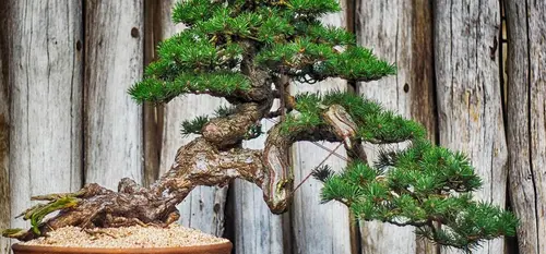 Bonsai trees convey the idea of wabi-sabi Bonsai trees convey the idea of wabi-sabi