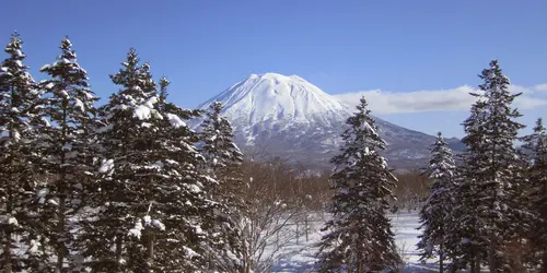 Trees covered in snow in front of Mt Yotei