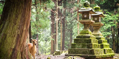 Nara Sika deers are sacred, and protected as National Treasures.